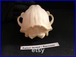 Real Genuine Raccoon Skull Authentique Crâne de Râton Laveur