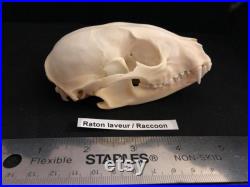 Real Genuine Raccoon Skull Authentique Crâne de Râton Laveur