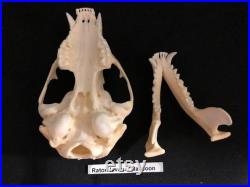 Real Genuine Raccoon Skull Authentique Crâne de Râton Laveur