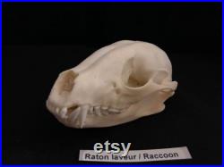 Real Genuine Raccoon Skull Authentique Crâne de Râton Laveur