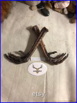 Real Genuine Wild Turkey Feet Authentique Patte de Dindon Sauvage