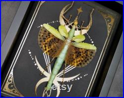 Real Giant Stick Locust Paracyphocrania major Cadre or noir Phasmatidae Nature Déco Curiosité Entomologie Taxidermie Cadeau
