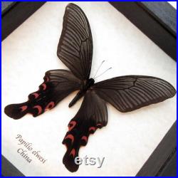 Real Giant Swallowtail papillon encadré Papilio elwesi