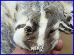 Real Large Tanned Badger Hide Fur Pelt Face Tail 31-36 ETATS-UNIS (Grade Semi-Heavy Furred )