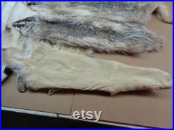 Real Large Tanned Badger Hide Fur Pelt Face Tail 31-36 ETATS-UNIS (Grade Semi-Heavy Furred )