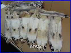 Real Large Tanned Flat Badger Hide Fur Pelt Face Tail 31-36 Etats-Unis (Grade Flatter Furred)