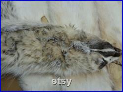 Real Large Tanned Flat Badger Hide Fur Pelt Face Tail 31-36 Etats-Unis (Grade Flatter Furred)