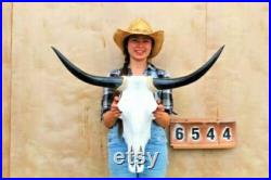 Real Longhorn Steer Skull 3 Pieds 1 Pouces de large Cornes de taureau polies Monté Cow Head Taxidermy