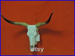 Real Longhorn Steer Skull 3 Pieds 4 Pouces de large Cornes de taureau polies Monté Cow Head Taxidermy