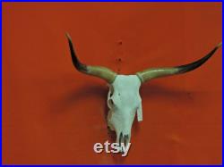 Real Longhorn Steer Skull 3 Pieds 4 Pouces de large Cornes de taureau polies Monté Cow Head Taxidermy