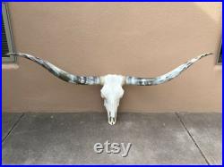 Real Longhorn Steer Skull 6 Pieds 1 pouces Large Cornes de taureau poli montées Tête de vache Taxidermie