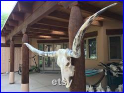 Real Longhorn Steer Skull 6 Pieds 1 pouces Large Cornes de taureau poli montées Tête de vache Taxidermie