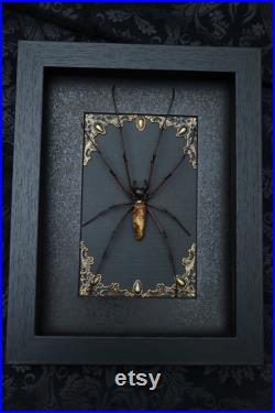 Real Orb Weaver Spider Dans le cadre de style gothique Cher Taxidermie Taxidermie Épinglé Insecte Anniversaire Cadeau Unique