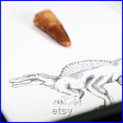 Real Spinosaurus Tooth and Illustration (110 millions d années) fossile histoire naturelle Boîte Cadre science nature curiosité homme grotte météore