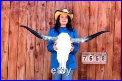 Real Steer crâne poli longue cornes monté 4' 0 vache taureau taxidermie longhorn H7668