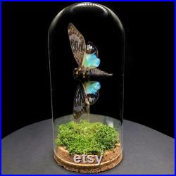 Real Tosena splendida Blue Cicada monté dans un dôme d affichage en verre Taxidermie insecte d histoire naturelle bug