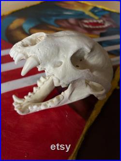 Real Wolverine Skulls Damaged