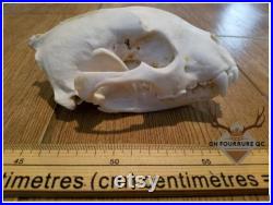 Real Wolverine Skulls Damaged