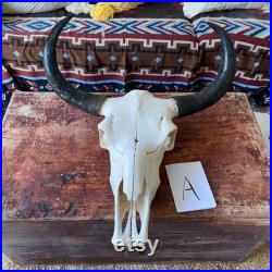 Real Yak Skull Sheep crâne Taxidermy avec Longhorns, Real animal crâne os art