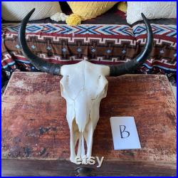 Real Yak Skull Sheep crâne Taxidermy avec Longhorns, Real animal crâne os art