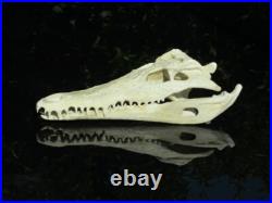 Reconstitution taxidermie crâne de crocodile