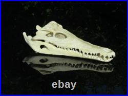 Reconstitution taxidermie crâne de crocodile