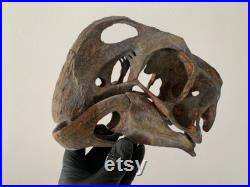 Réplique de crane d'Oviraptor replica skull museum quality
