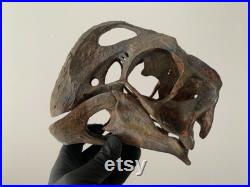Réplique de crane d'Oviraptor replica skull museum quality