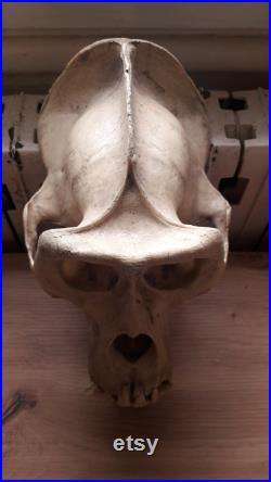 Réplique de crâne de Gorille des plaines