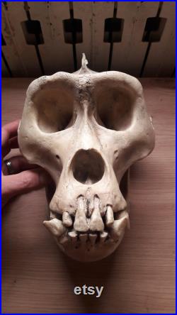 Réplique de crâne de Gorille des plaines