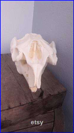 Réplique de crâne de Lamantin des Caraïbes