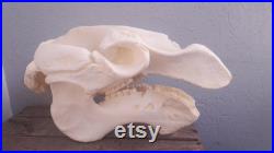 Réplique de crâne de Lamantin des Caraïbes