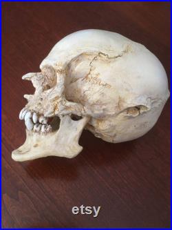 Réplique de crâne de gobelin