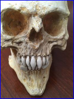 Réplique de crâne de gobelin