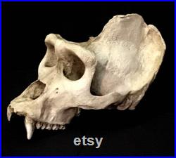 Réplique de crâne de gorille