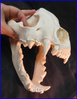 Réplique de crâne de hyène tachetée énorme