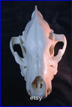 Réplique de crâne de hyène tachetée énorme