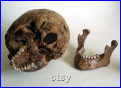Réplique de crâne humain