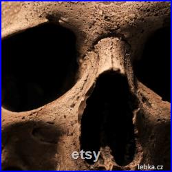 Réplique de crâne humain Sargas