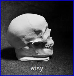 Réplique de crâne humain en plâtre de Paris, crâne en plâtre macabre