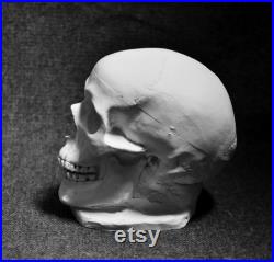 Réplique de crâne humain en plâtre de Paris, crâne en plâtre macabre
