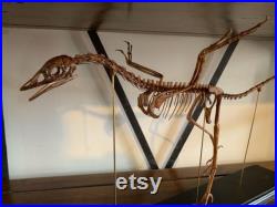 Réplique de squelette d'Archaeopteryx de 60 cm socle bois noir
