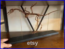 Réplique de squelette d'Archaeopteryx de 60 cm socle bois noir