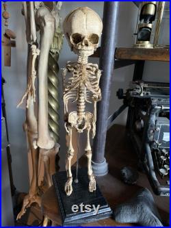 Réplique de squelette de foetus résine 39 cm