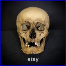 Réplique humaine de crâne, plastique. La première copie de l'original.