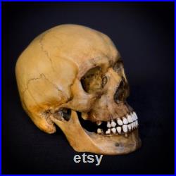 Réplique humaine de crâne, plastique. La première copie de l original.
