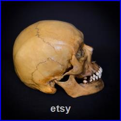 Réplique humaine de crâne, plastique. La première copie de l original.