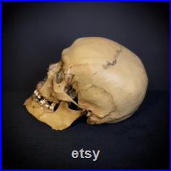 Réplique humaine de crâne, plastique. La première copie de l'original.
