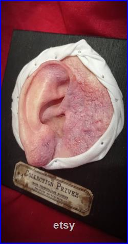 Reproduction de modèle anatomique d'oreille en cire