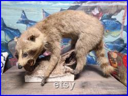 Rogue 1950's Mount vintage Raccoon Authentic Original Oddities Taxidermy Texas Kitsch So Ugly You ll Love Him